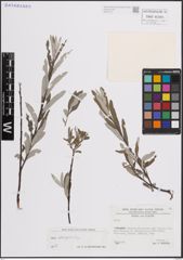 Foto von Salix eleagnos Scop.